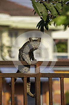 The brown cat is climbing the fence iron rust