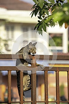 The brown cat is climbing the fence iron rust