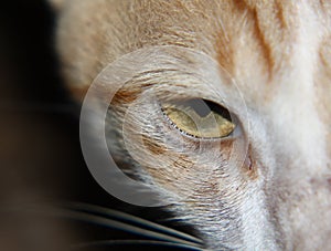 Brown cat eye closeup image