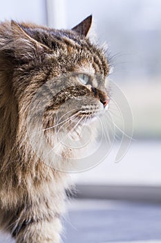 Brown cat in the garden, siberian breed