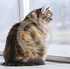 Brown cat in the garden, siberian breed