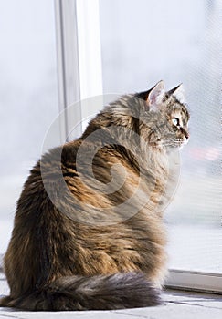 Brown cat in the garden, siberian breed