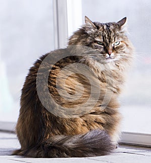 Brown cat in the garden, siberian breed