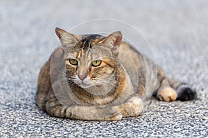 Brown cat on gray ground