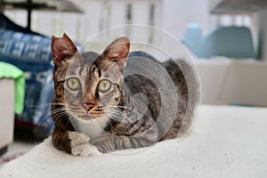 A brown cat has a clipped ear. The brown cat lying down on the bed and looking at camera.