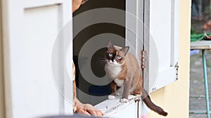 The brown cat in his grandmother`s house