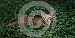 Brown cat, hunter ambush prey in nature background