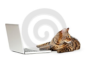 Brown cat with laptop computer