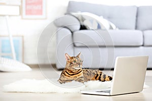 Brown cat with laptop computer