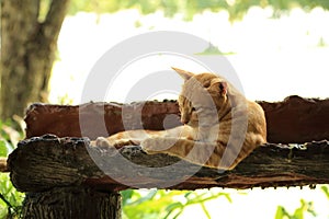 Brown cat lie down in the log gutter