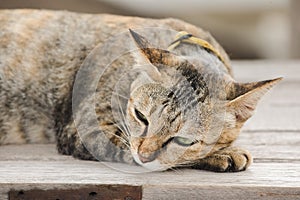 Brown cat lying on an old wooden chair