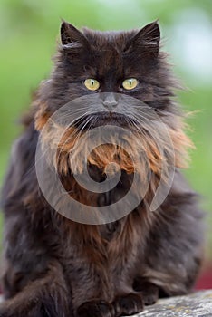 Brown cat portrait