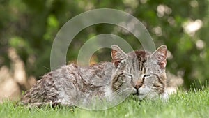 Brown cat resting in the grass
