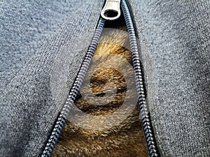 Brown cat`s fure under the grey jacket