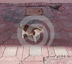 brown cat searching food