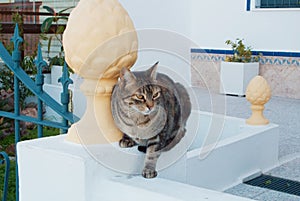 A brown cat sitting at the entrance to tipical mediterranean spa