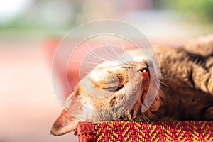 Brown cat sleeping on the mat