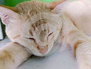 A brown cat is sleeping soundly in an adorable style photo