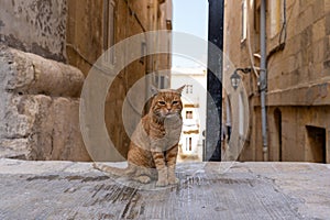 Brown cat at the street in Valletta old town