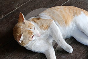 Brown cat threateningly opened mouth