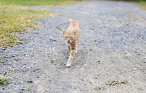 Brown cat walking with his curious looking, animal ife playing outside the house