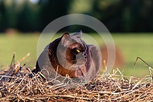 Brown cat with yellow eyes looks away