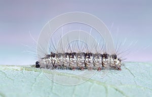 Brown caterpillar on green leaf