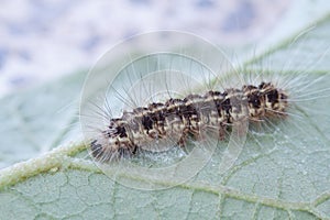 Brown caterpillar on green leaf