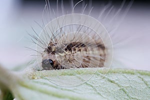 Brown caterpillar on green leaf