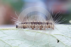 Brown caterpillar on green leaf