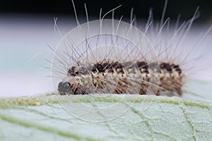 Brown caterpillar on green leaf