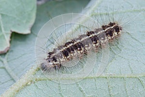 Brown caterpillar on green leaf