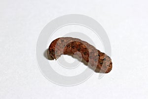 Brown caterpillar isolated on white background. the larva of a butterfly or moth.