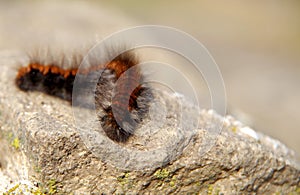 Brown caterpillar on a rock