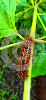 Brown Caterpillars feathers or & x22;Ulat Bulu& x22; Asian Indonesian stick on the leaf