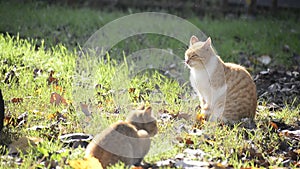 Brown cats at outdoor grass field taking sunlight