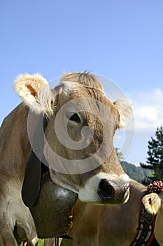 Brown cattle