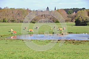 Brown cattle grazing in a field in spring with a pond in foreground