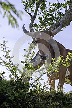 Brown Cattle with Horns