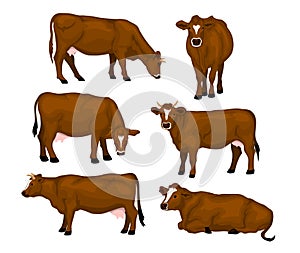 Brown cattle set