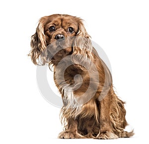 Brown cavalier King Charles Spaniel dog, sitting, isolated on wh