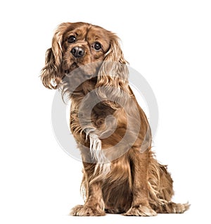 Brown cavalier King Charles Spaniel dog, sitting, isolated on wh