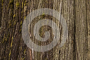 Brown Cedar Bark Close up