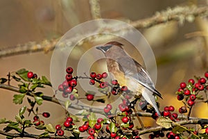 Brown cedar waxwing (Bombycilla cedrorum) resting on a hawthorn tree branch looking aside photo