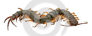 Brown centipede