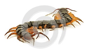 Brown centipede