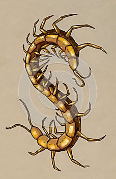 Brown centipede
