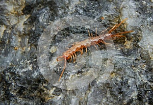 Brown centipedes - Lithobius variegatus, centipede from the Odessa catacombs
