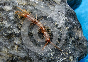 Brown centipedes - Lithobius variegatus, centipede from the Odessa catacombs