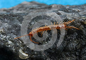 Brown centipedes - Lithobius variegatus, centipede from the Odessa catacombs